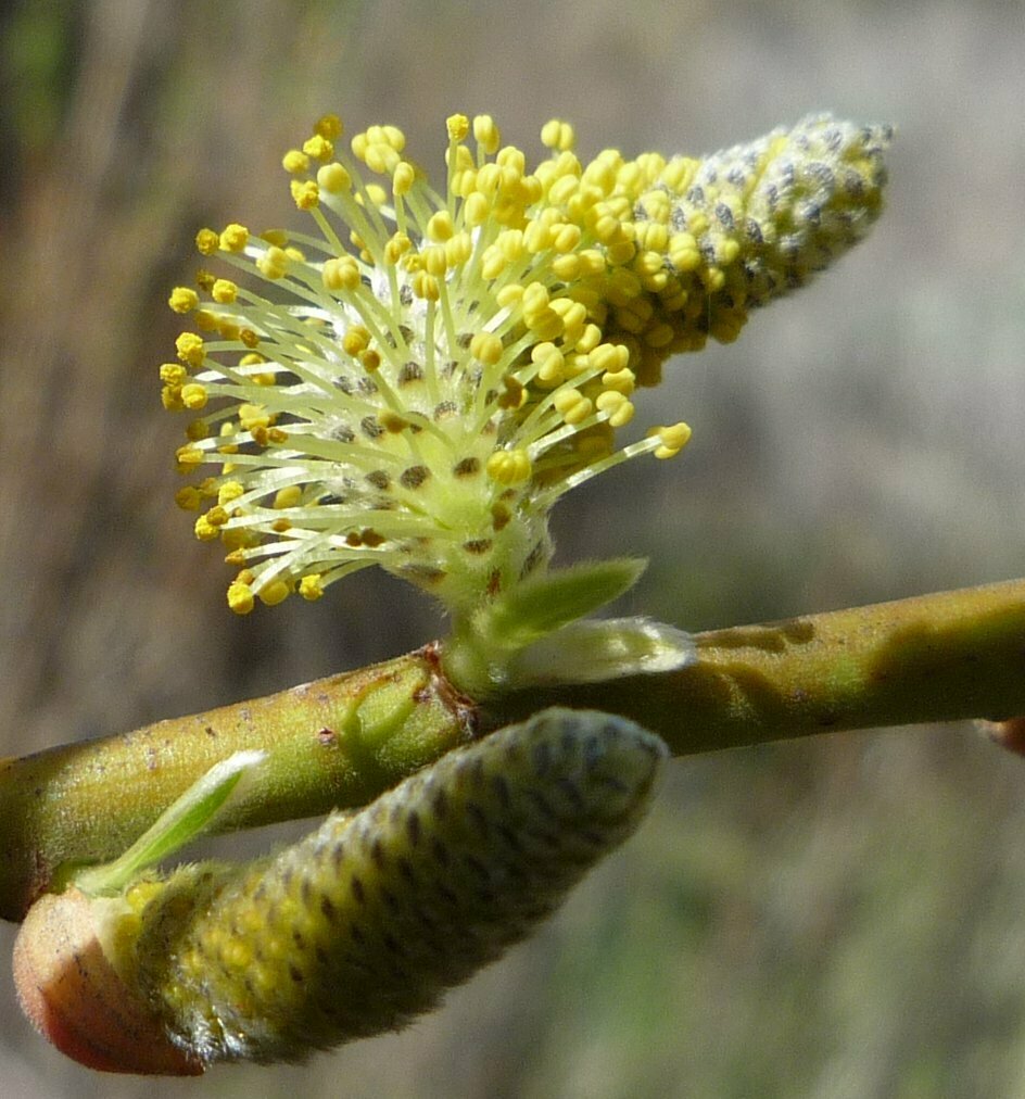 High Resolution Salix sp. Flower